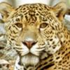 jaguar-cara.jpg